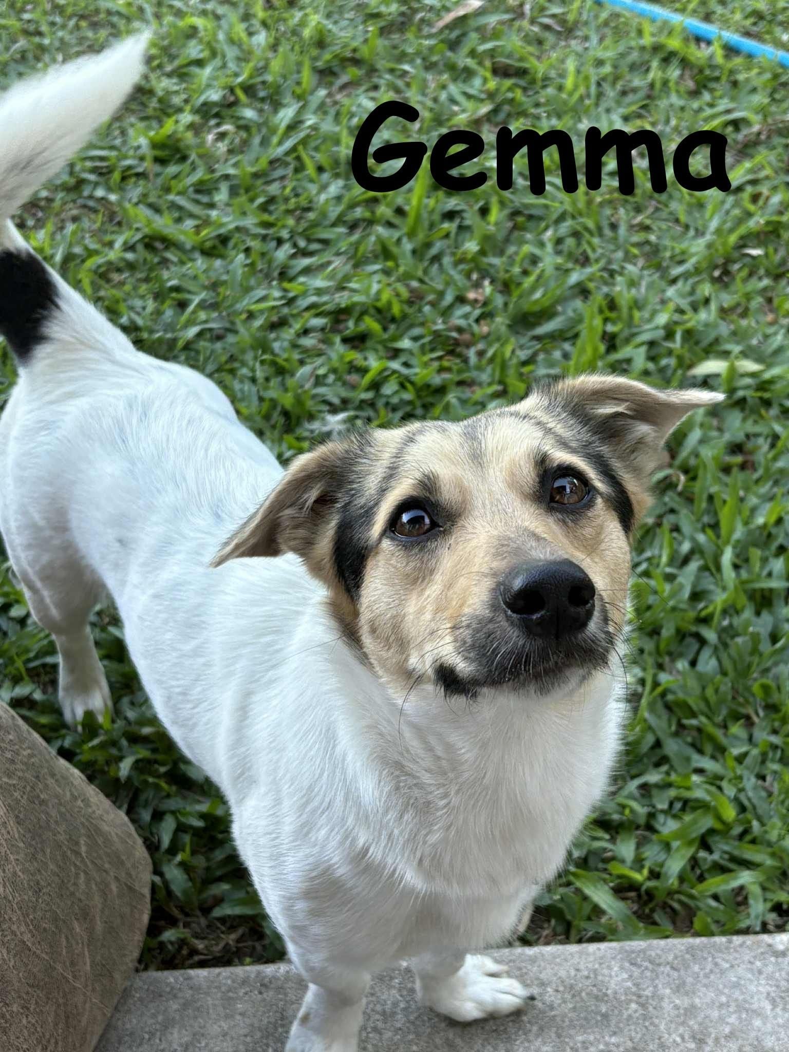 Gemma Gemma